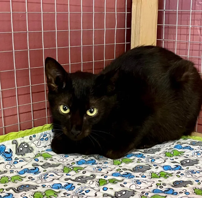 Gato ra a SRD-ViraLata idade 2 a 6 meses nome Olga