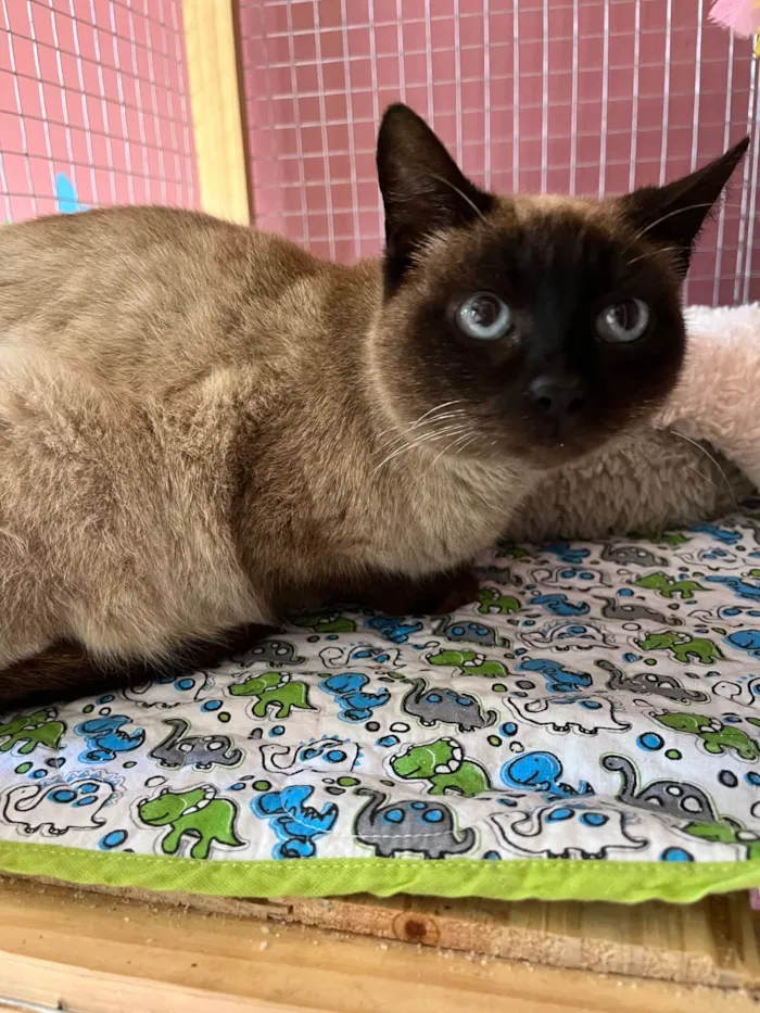 Gato ra a SRD-ViraLata idade 1 ano nome Juliette