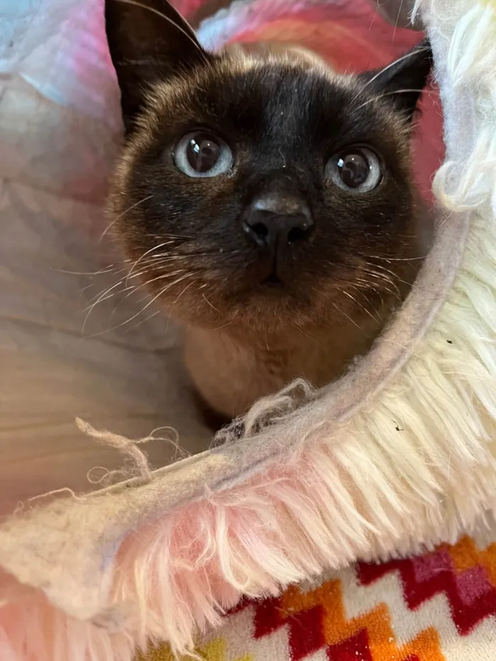 Gato ra a SRD-ViraLata idade 1 ano nome Juliette