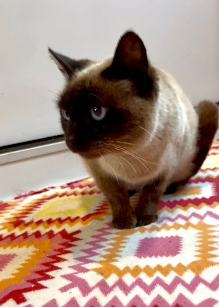 Gato ra a SRD-ViraLata idade 1 ano nome Juliette