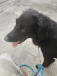Hachi