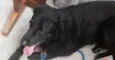 Hachi