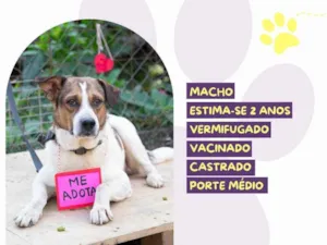 Cachorro raça SRD-ViraLata idade 2 anos nome Tonhão 