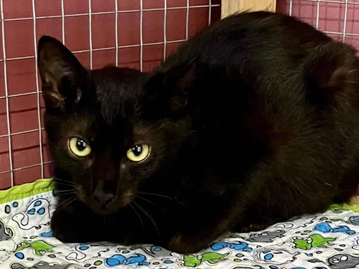 Gato ra a SRD-ViraLata idade 2 a 6 meses nome Olga