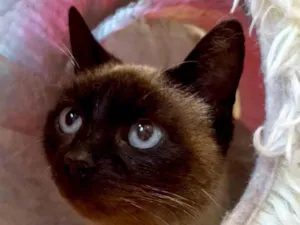 Gato raça SRD-ViraLata idade 1 ano nome Juliette
