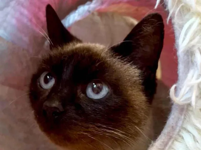 Gato ra a SRD-ViraLata idade 1 ano nome Juliette