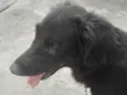 Hachi