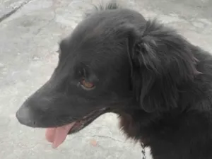 Cachorro raça Labrador idade 5 anos nome Hachi