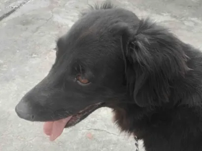 Cachorro raça Labrador idade 5 anos nome Hachi