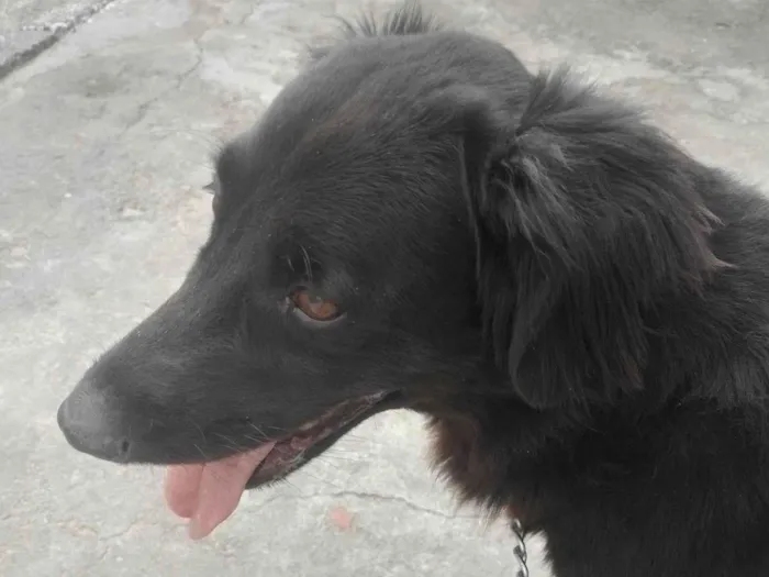 Cachorro ra a Labrador idade 5 anos nome Hachi