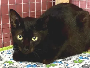 Gato raça SRD-ViraLata idade 2 a 6 meses nome Olga