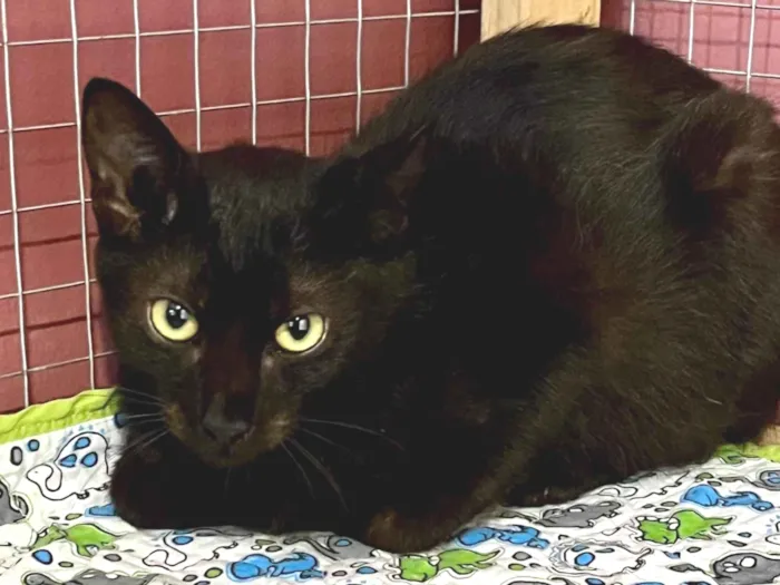 Gato ra a SRD-ViraLata idade 2 a 6 meses nome Olga