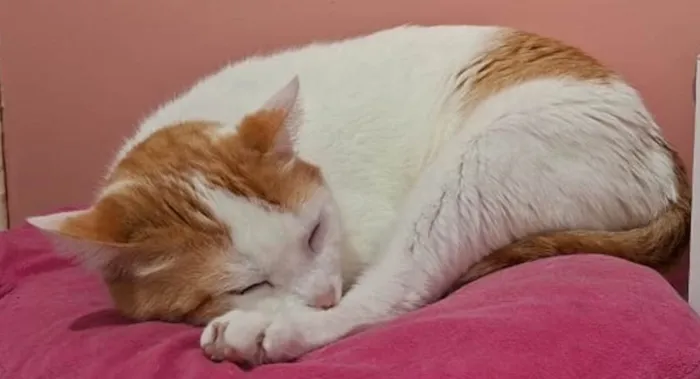 Gato ra a SRD-ViraLata idade 3 anos nome MULEKE