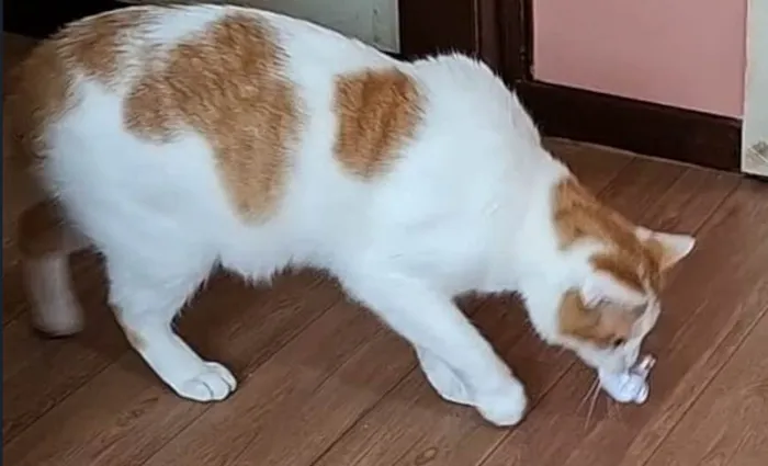 Gato ra a SRD-ViraLata idade 3 anos nome MULEKE