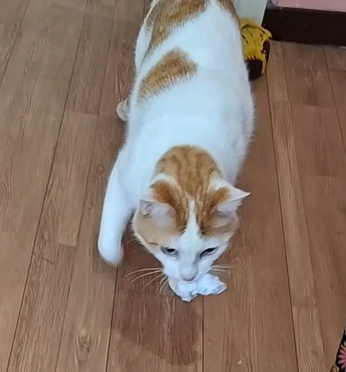 Gato ra a SRD-ViraLata idade 3 anos nome MULEKE