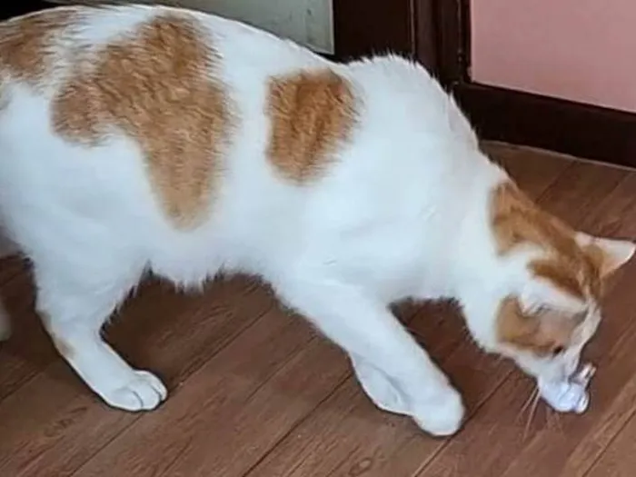 Gato ra a SRD-ViraLata idade 3 anos nome MULEKE