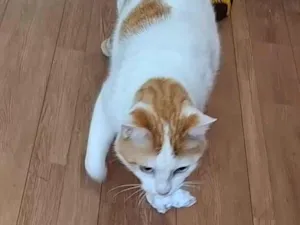 Gato raça SRD-ViraLata idade 3 anos nome MULEKE
