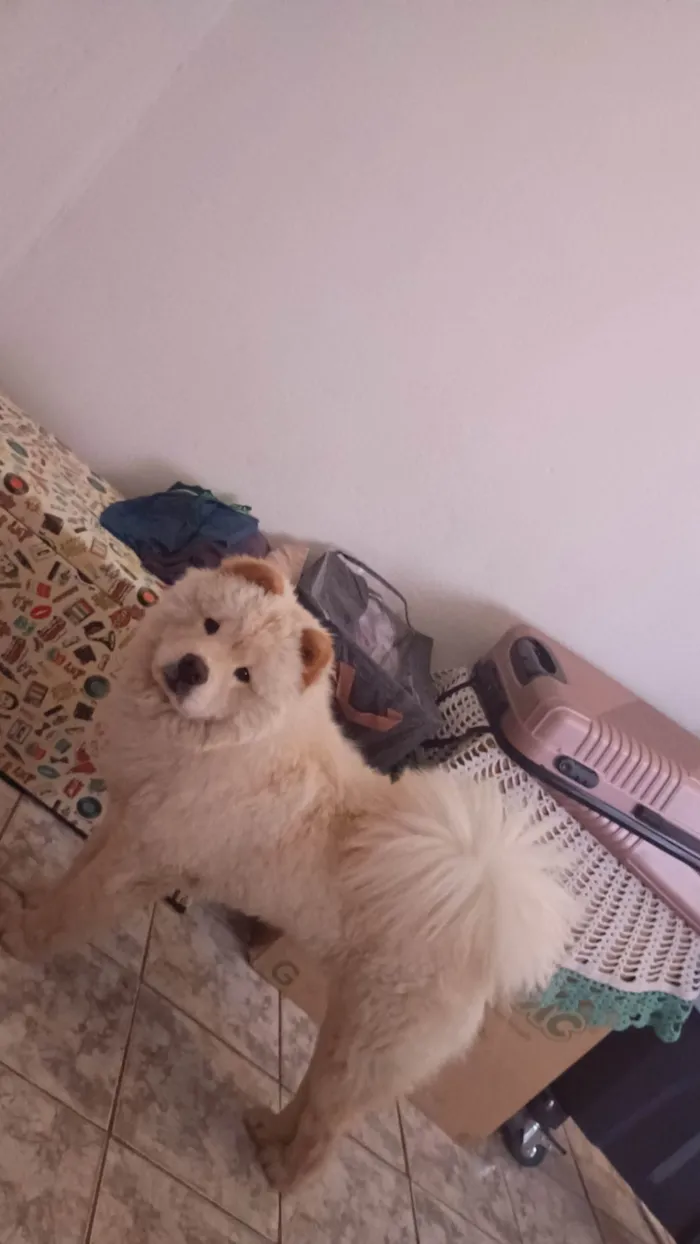 Cachorro ra a Chow Chow idade 7 a 11 meses nome Olaf 