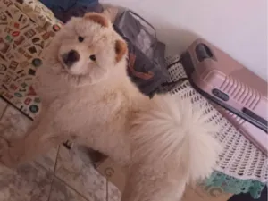 Cachorro raça Chow Chow idade 7 a 11 meses nome Olaf 