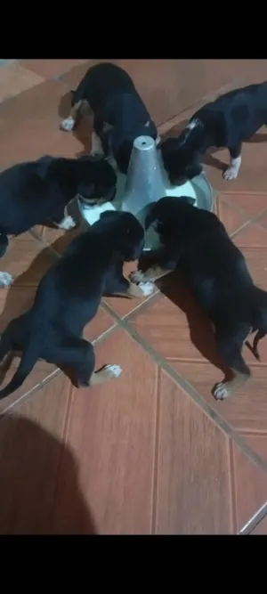 Cachorro raça SRD-ViraLata idade Abaixo de 2 meses nome Valdirene Souza Silva