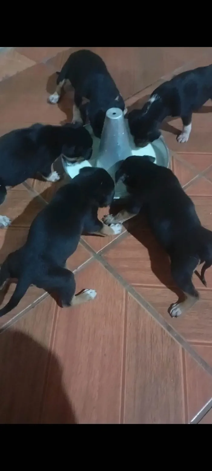 Cachorro ra a SRD-ViraLata idade Abaixo de 2 meses nome Valdirene Souza Silva