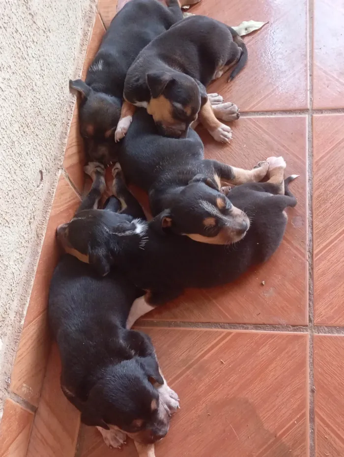 Cachorro ra a SRD-ViraLata idade Abaixo de 2 meses nome Valdirene Souza Silva