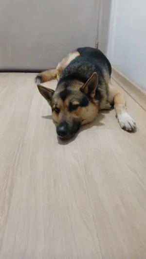 Cachorro raça Pastor Alemão idade 2 anos nome Steven