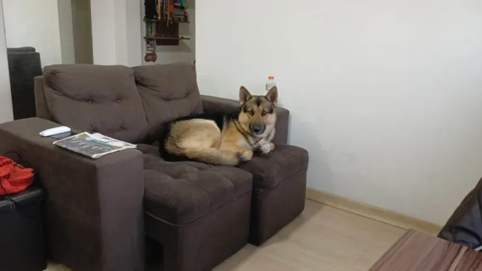 Cachorro ra a Pastor Alemão idade 2 anos nome Steven