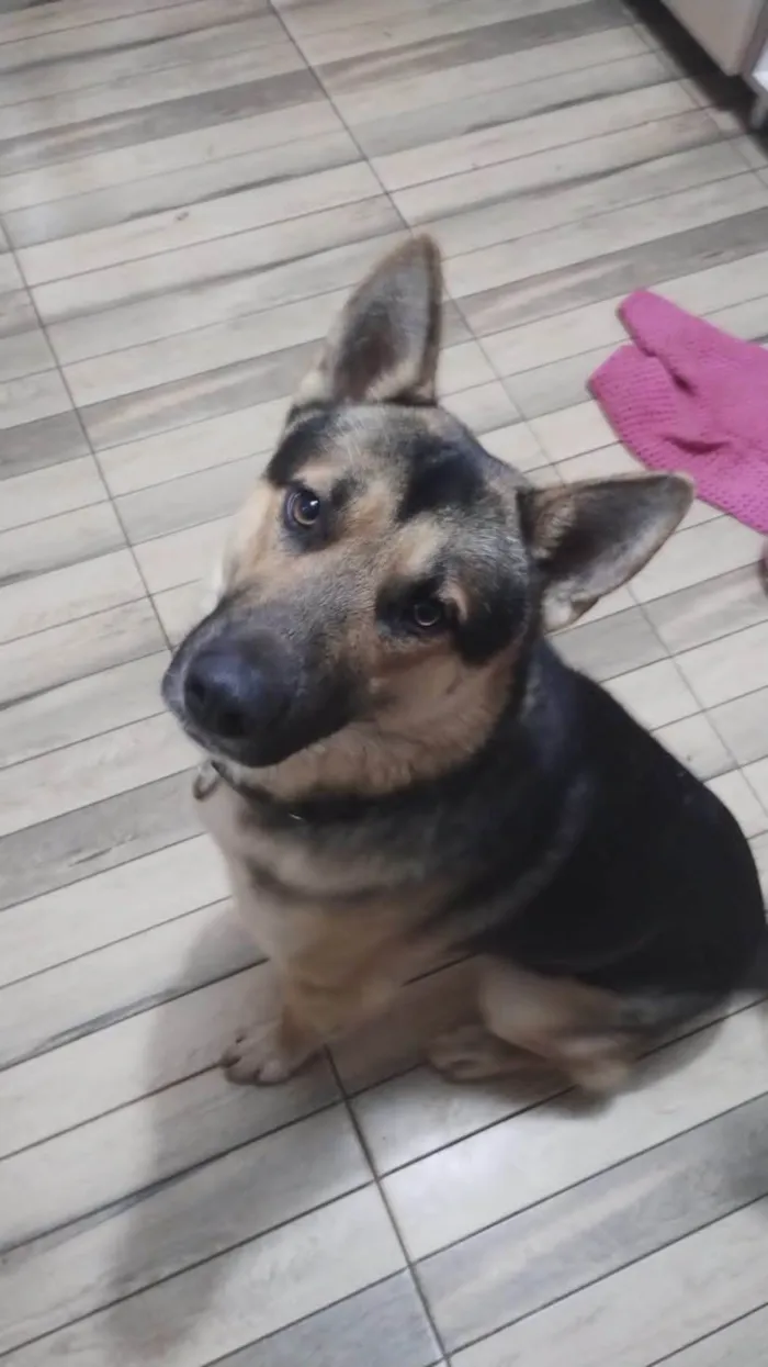Cachorro ra a Pastor Alemão idade 2 anos nome Steven