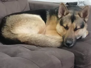 Cachorro raça Pastor Alemão idade 2 anos nome Steven