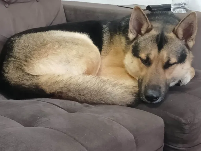 Cachorro ra a Pastor Alemão idade 2 anos nome Steven