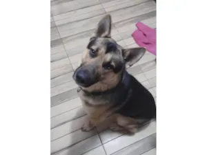 Cachorro raça Pastor Alemão idade 2 anos nome Steven