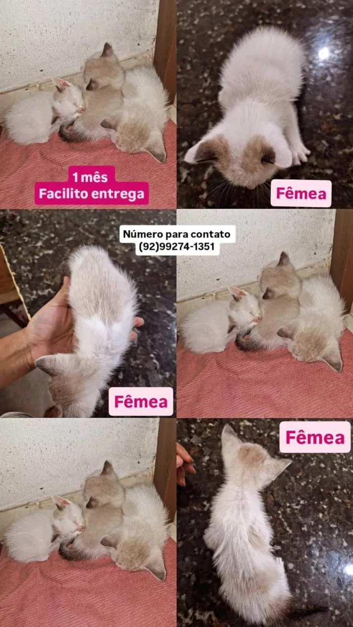 Gato ra a SRD-ViraLata idade 2 a 6 meses nome Sem nome