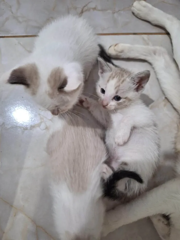 Gato ra a SRD-ViraLata idade 2 a 6 meses nome Sem nome