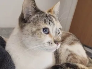 Gato raça SRD-ViraLata idade 3 anos nome Neném 
