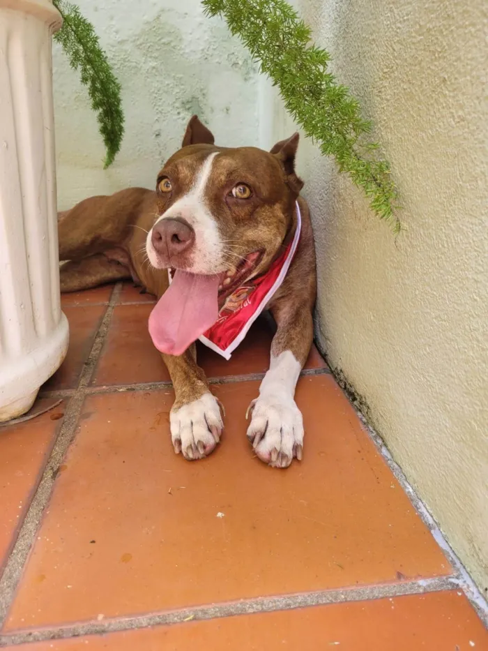 Cachorro ra a Pit-Bull idade 6 ou mais anos nome Dara