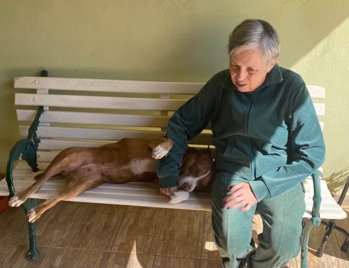 Cachorro ra a Pit-Bull idade 6 ou mais anos nome Dara