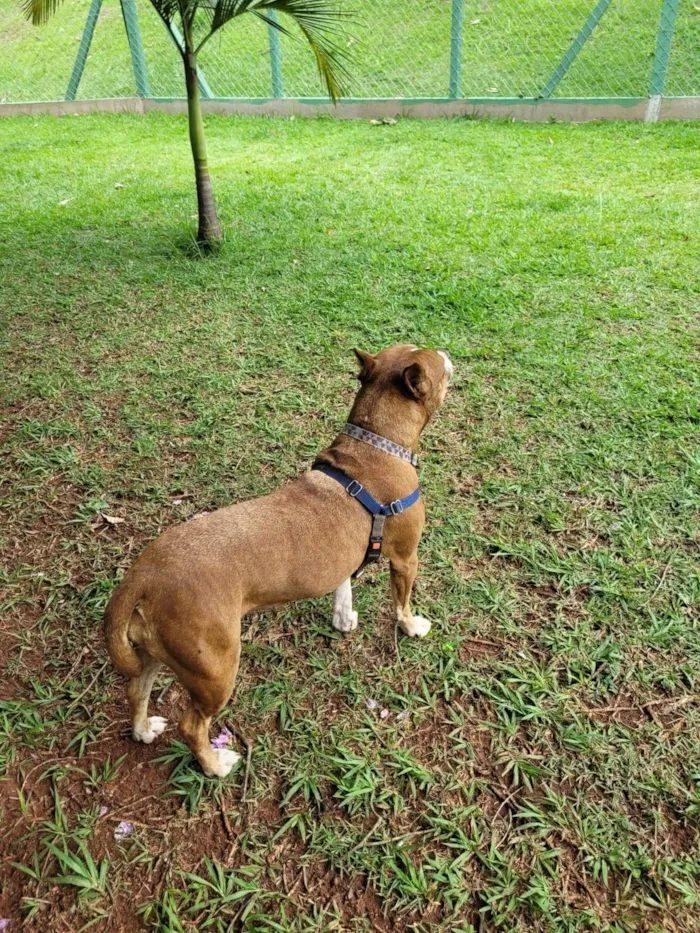 Cachorro ra a Pit-Bull idade 6 ou mais anos nome Dara