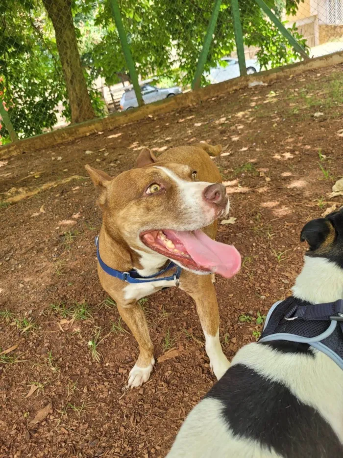 Cachorro ra a Pit-Bull idade 6 ou mais anos nome Dara