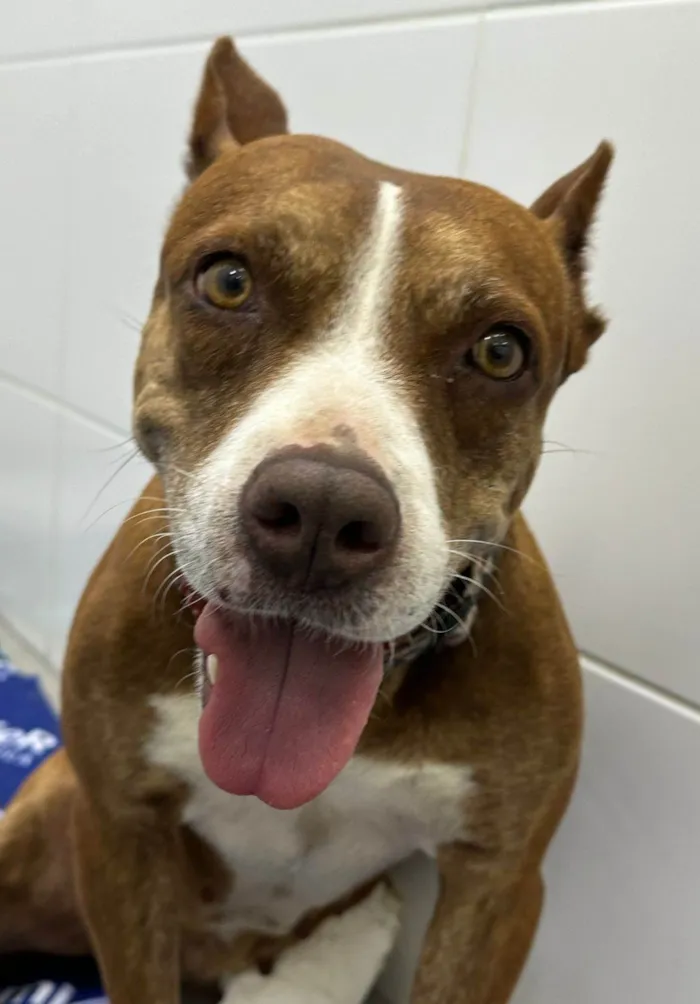 Cachorro ra a Pit-Bull idade 6 ou mais anos nome Dara