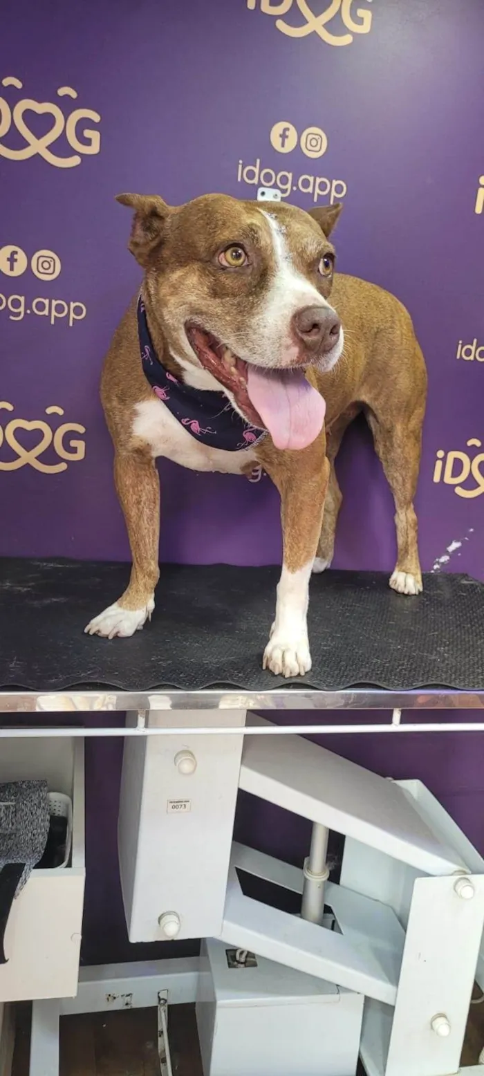Cachorro ra a Pit-Bull idade 6 ou mais anos nome Dara