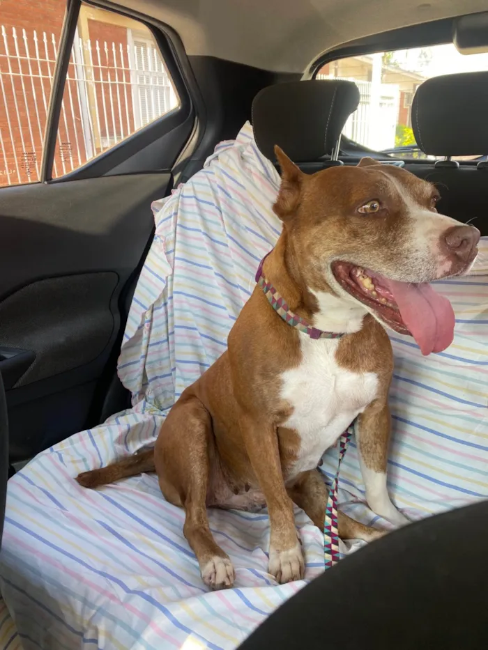 Cachorro ra a Pit-Bull idade 6 ou mais anos nome Dara