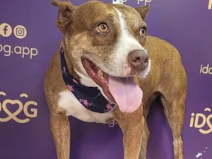 Cachorro raça Pit-Bull idade 6 ou mais anos nome Dara