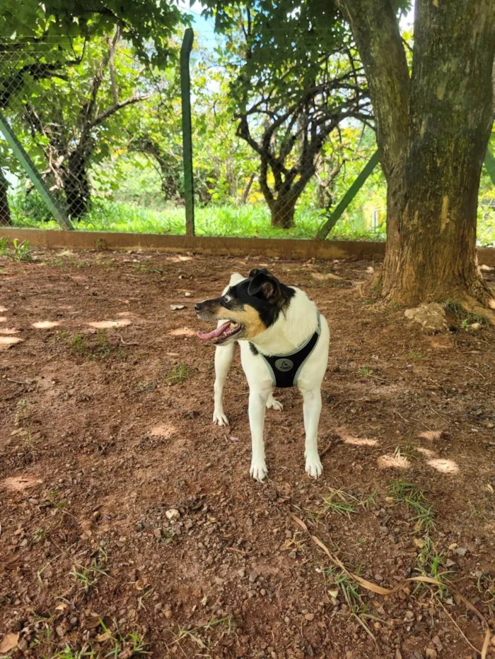 Cachorro ra a Fox Terrier idade 6 ou mais anos nome Floquinho 