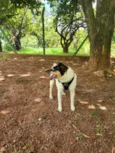 Floquinho