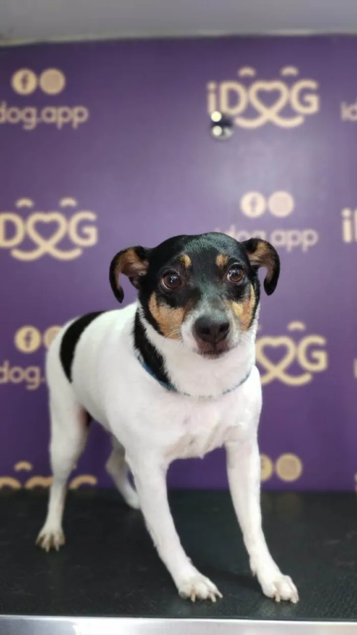 Cachorro ra a Fox Terrier idade 6 ou mais anos nome Floquinho 