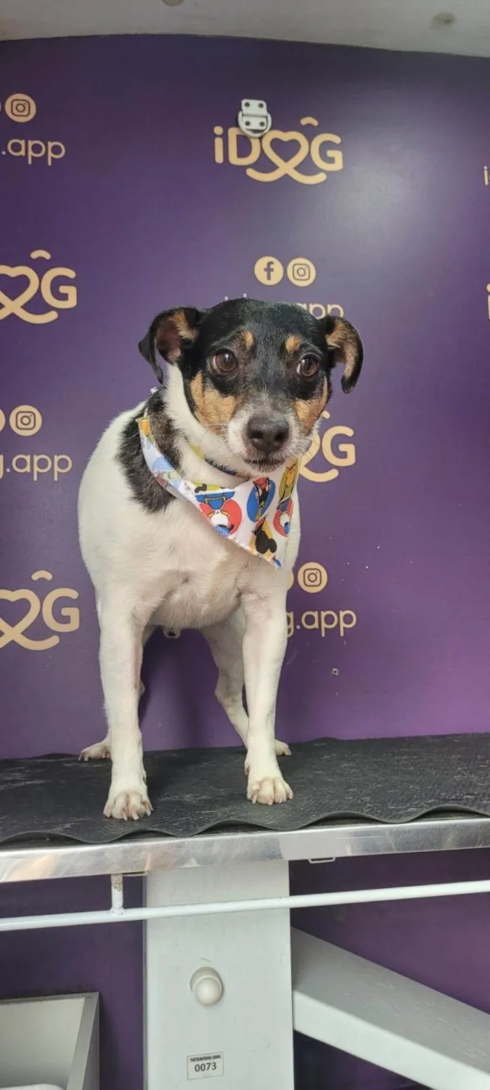 Cachorro ra a Fox Terrier idade 6 ou mais anos nome Floquinho 
