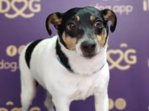Cachorro raça Fox Terrier idade 6 ou mais anos nome Floquinho 