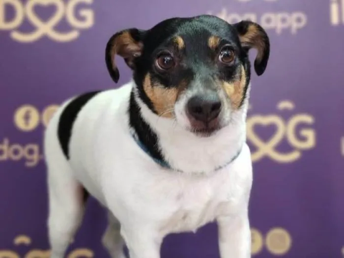 Cachorro ra a Fox Terrier idade 6 ou mais anos nome Floquinho 