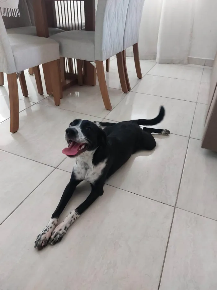 Cachorro ra a SRD-ViraLata idade 7 a 11 meses nome Nina